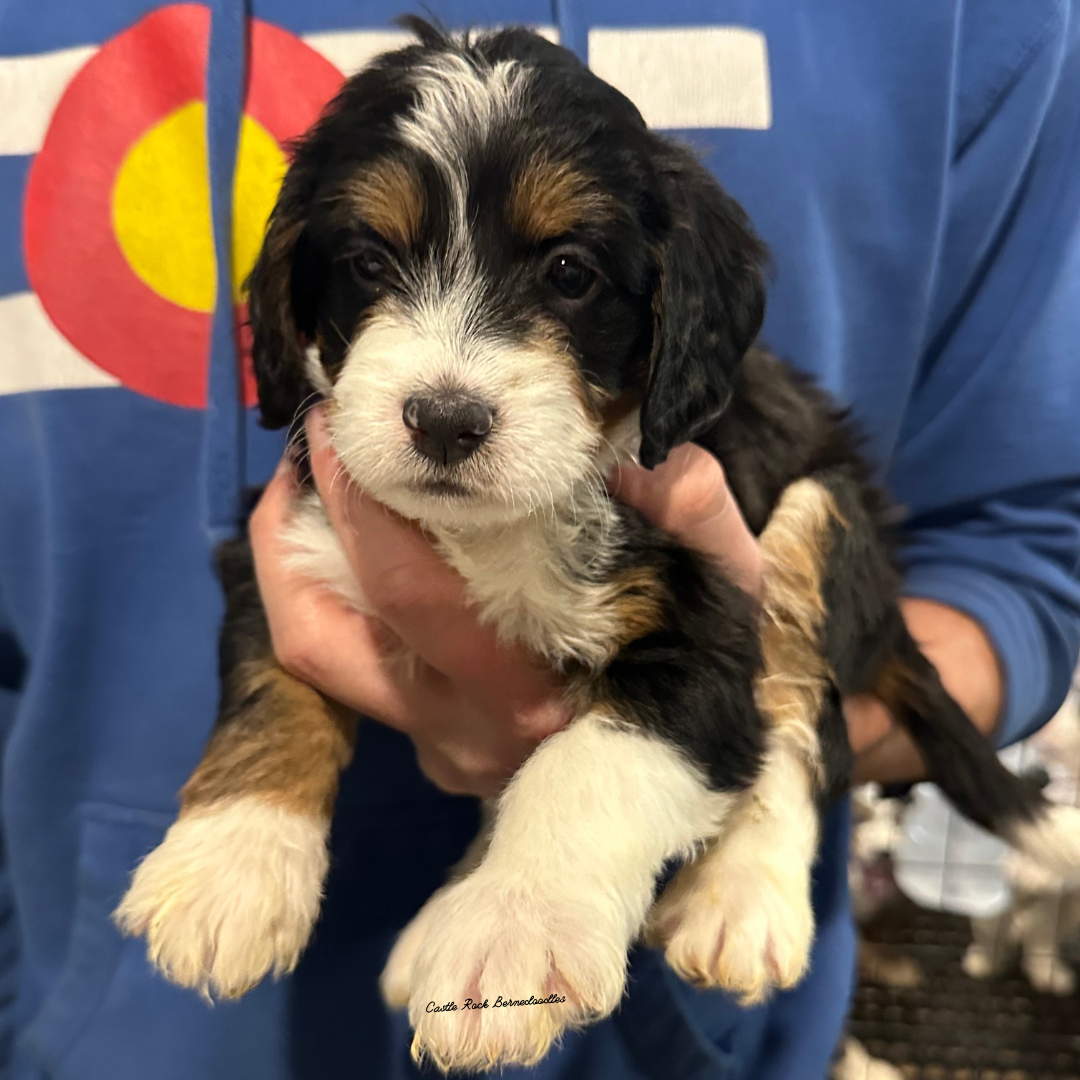 Hank (Male, F1 Mini Bernedoodle) - $3000