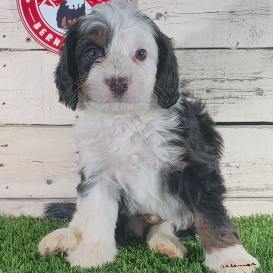 Harper (Male, F1 Mini Bernedoodle) - $2000