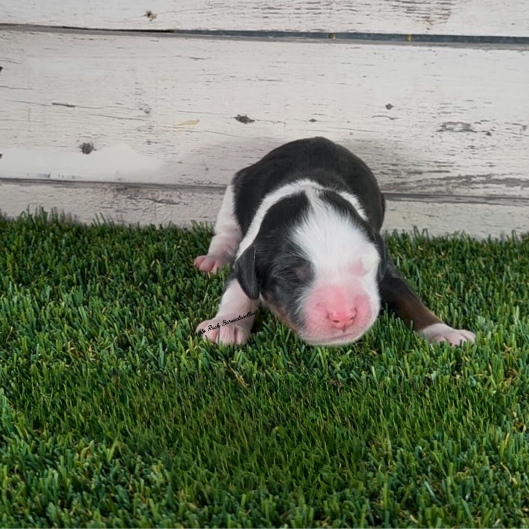 Harper (Male, F1 Mini Bernedoodle) - $2000