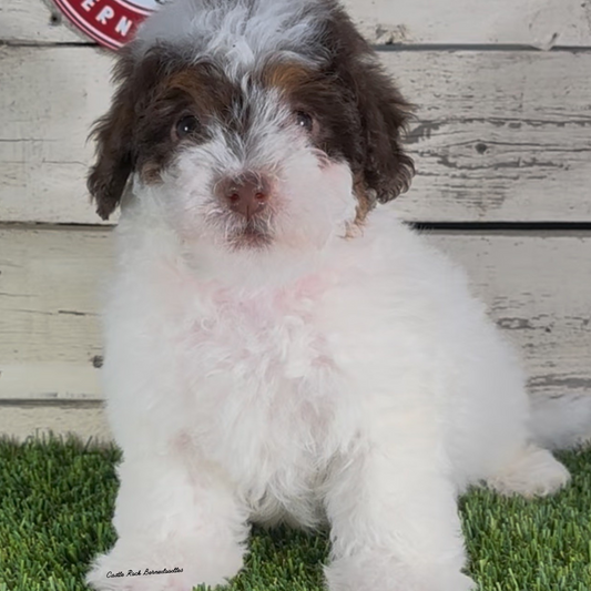 Ian (Male, F1b Micro Bernedoodle)