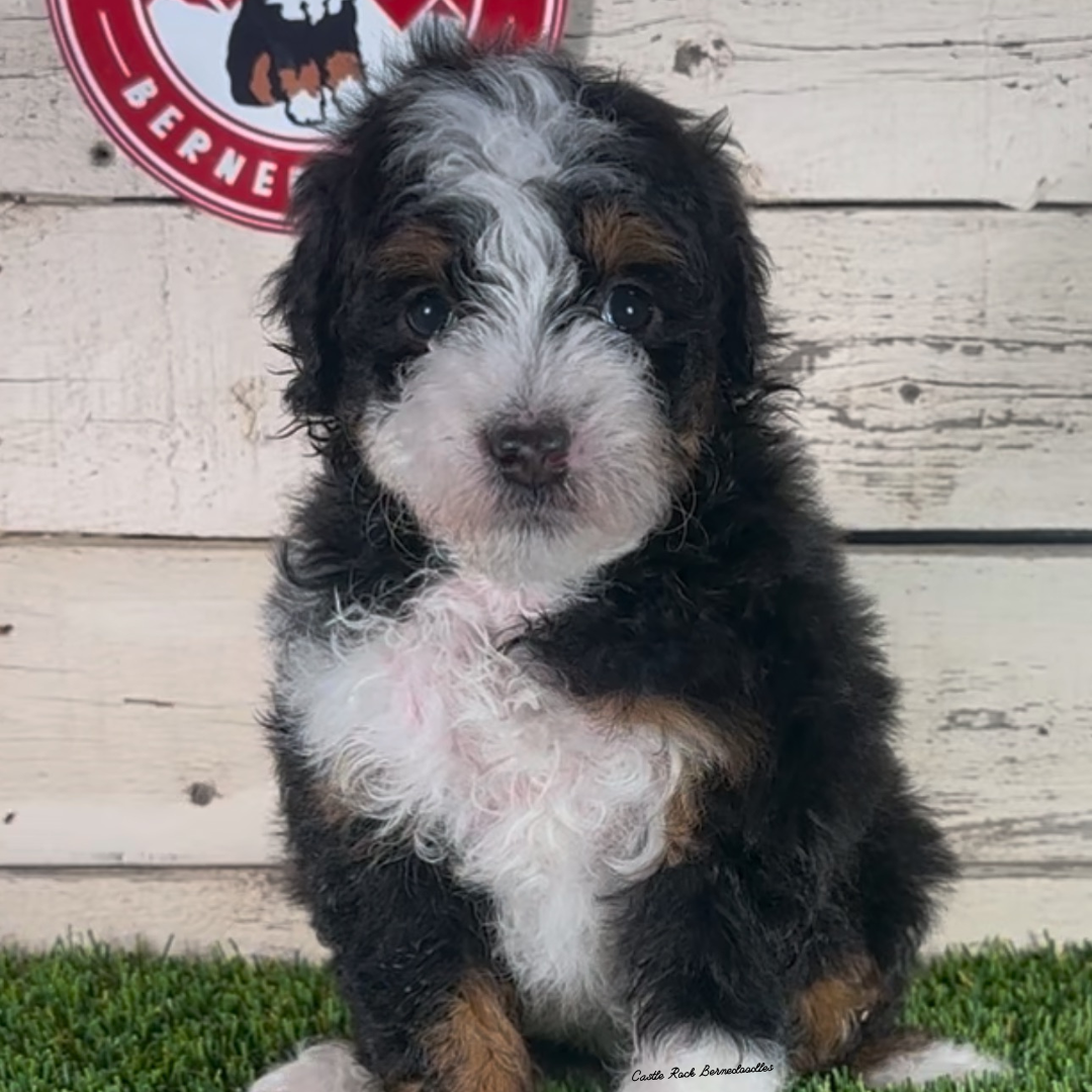 Idris (Male, F1b Micro Bernedoodle)