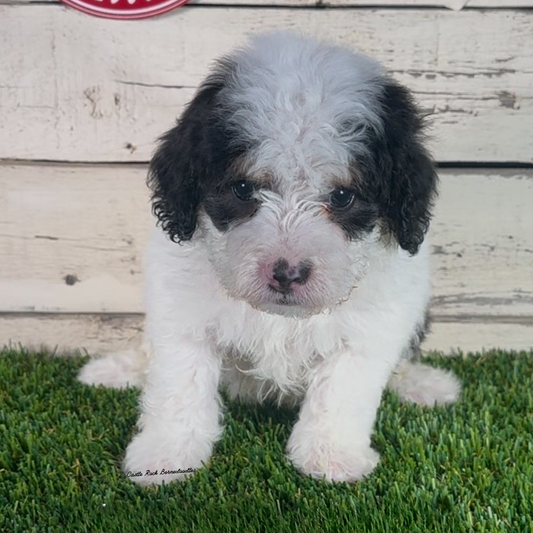 Ike (Male, F1b Micro Bernedoodle)