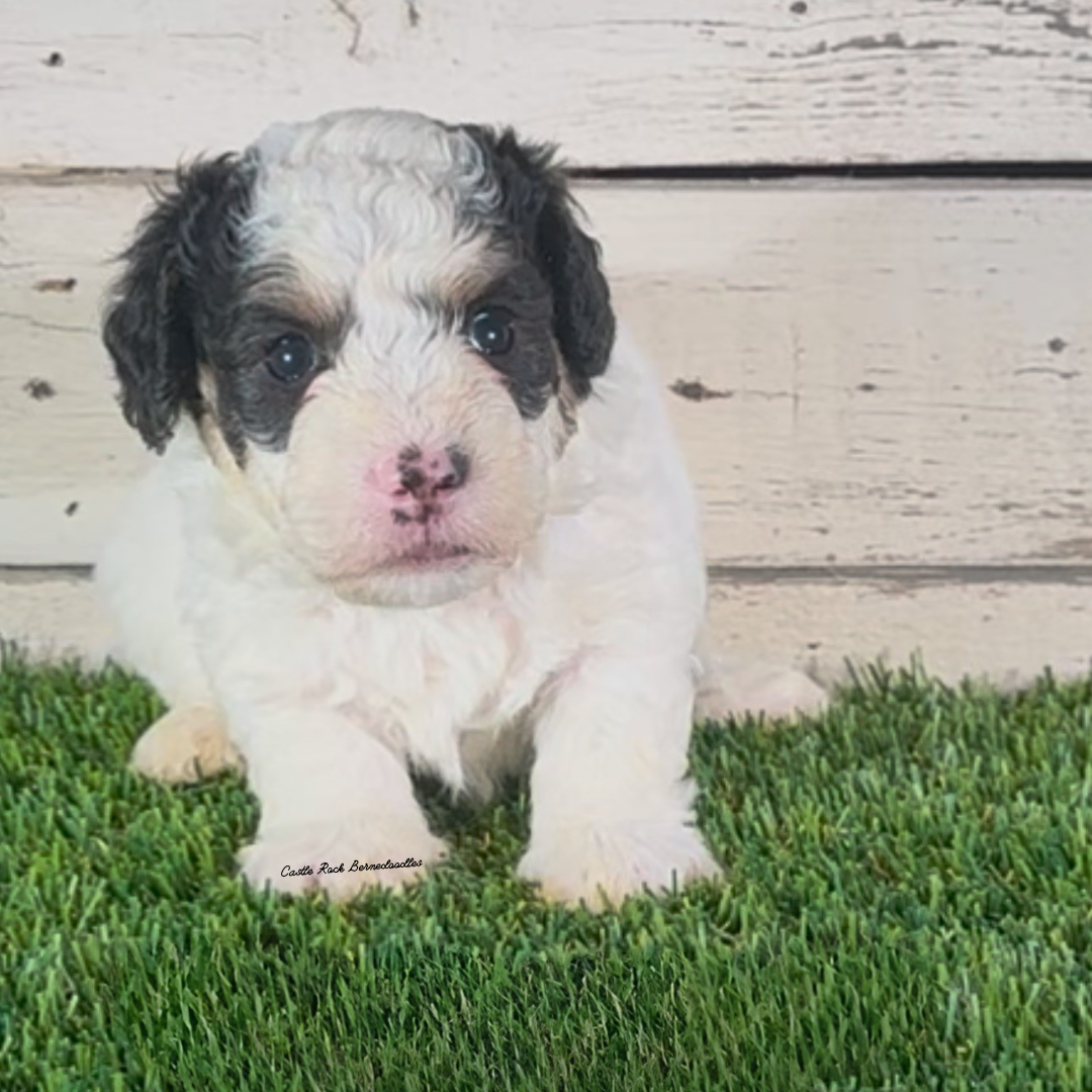 Ike (Male, F1b Micro Bernedoodle)