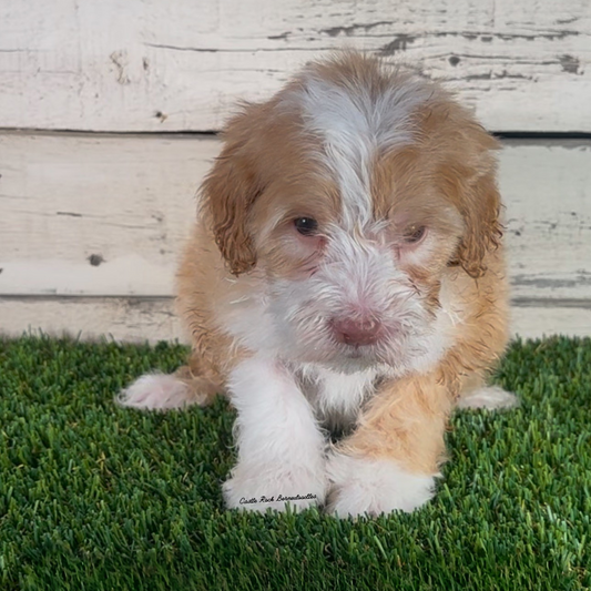 Indigo (Male, F1b Micro Bernedoodle)