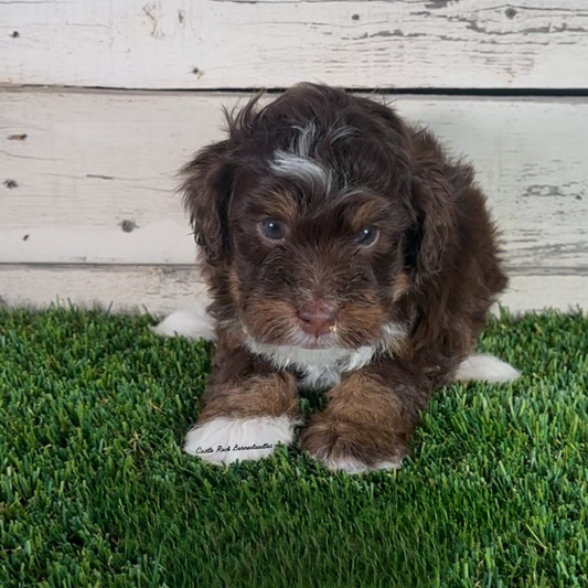 Indy (Male, F1b Micro Bernedoodle)