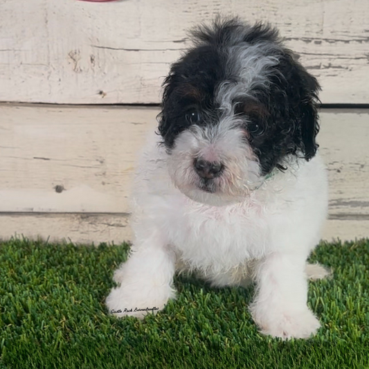 Ingrid (Female, F1b Micro Bernedoodle)