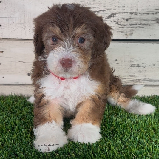 Iris (Female, F1b Micro Bernedoodle)