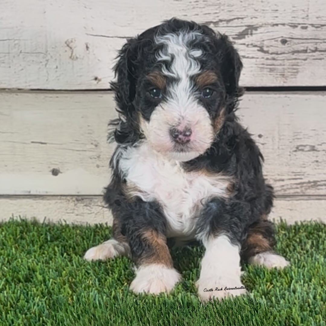 Idris (Male, F1b Micro Bernedoodle)