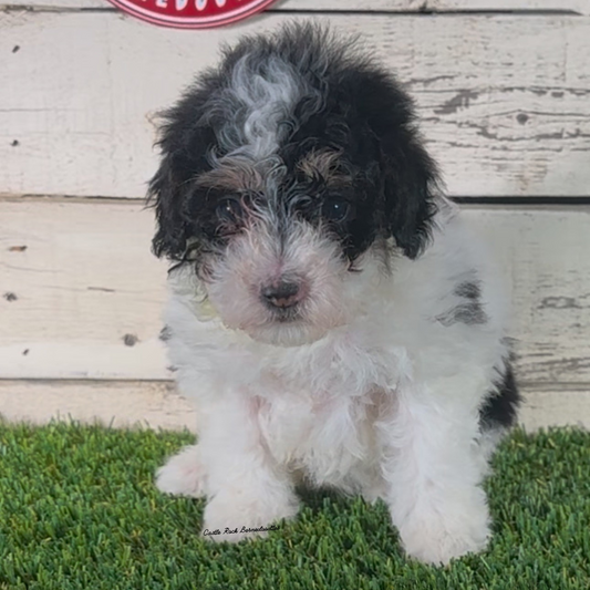 Isabella (Female, F1b Micro Bernedoodle)