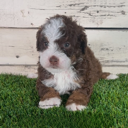 Ivan (Male, F1b Micro Bernedoodle)