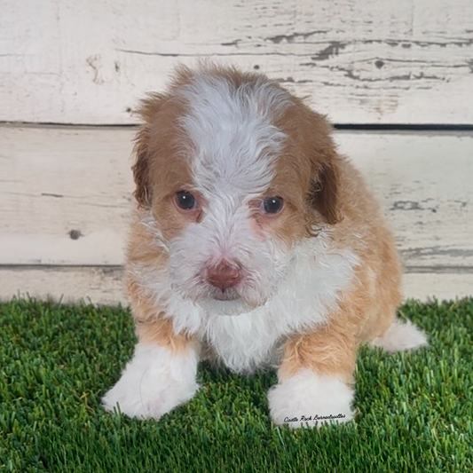 Izzy (Male, F1b Micro Bernedoodle)