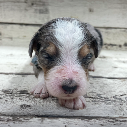 Jace (Male, F1 Mini Blue Merle)