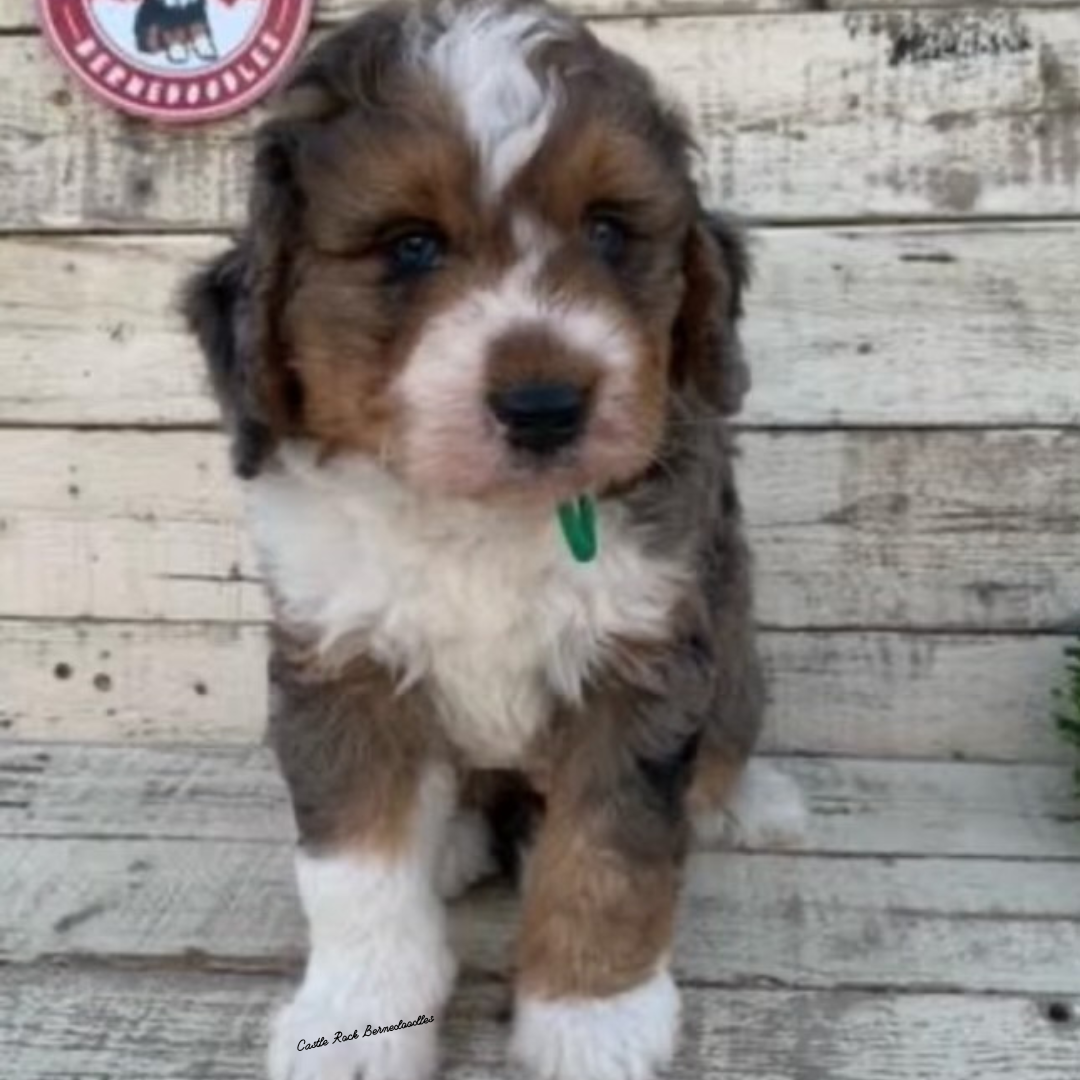 Jack (Male, F1 Mini Blue Merle) – Castle Rock Bernedoodles