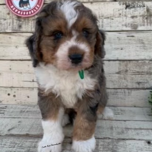 Jack (Male, F1 Mini Blue Merle) - FOUND A NEW HOME