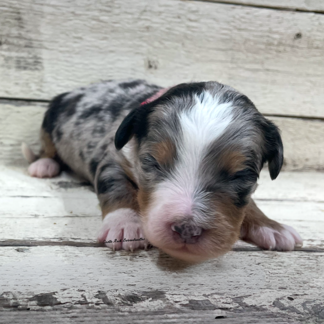 Jack (Male, F1 Mini Blue Merle)