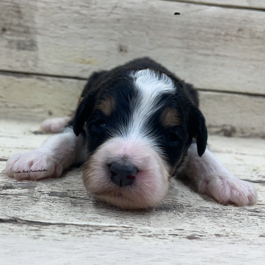 Jackie (Female, F1 Mini Bernedoodle)