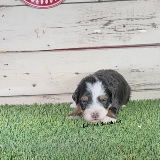 Jade (Female, F1b Micro Bernedoodle) - RESERVED