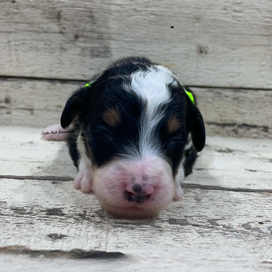 James (Male, F1 Mini Bernedoodle)