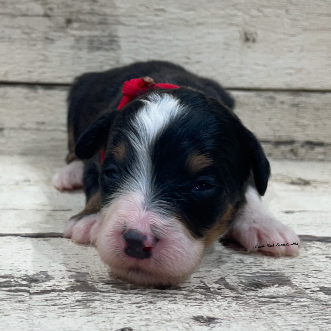 Jane (Female, F1 Mini Bernedoodle)