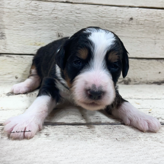 Jasmine (Female, F1 Mini Bernedoodle)