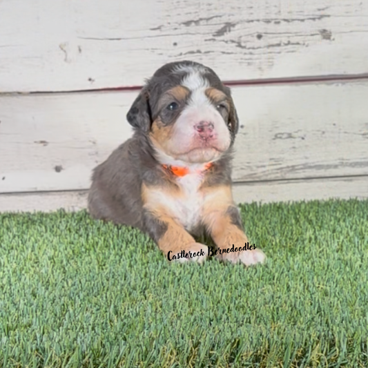 Jasmine (Female, F1b Micro Blue Merle) - RESERVED