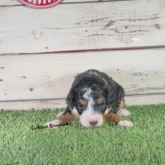 Jasper (Male, F1b Micro Bernedoodle) - RESERVED