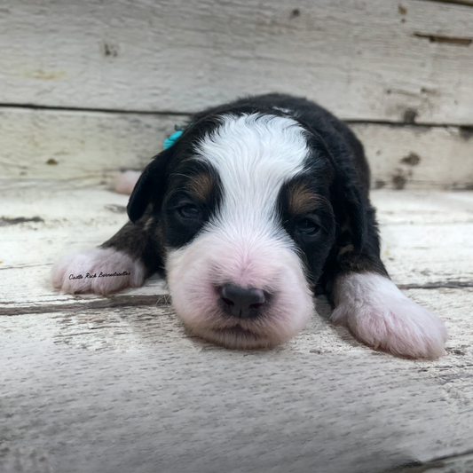 Jaxon (Male, F1 Mini Bernedoodle)