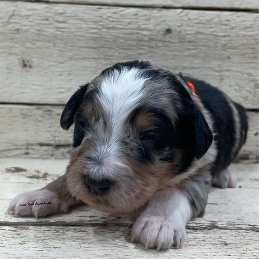 Jen (Female, F1 Mini Blue Merle)