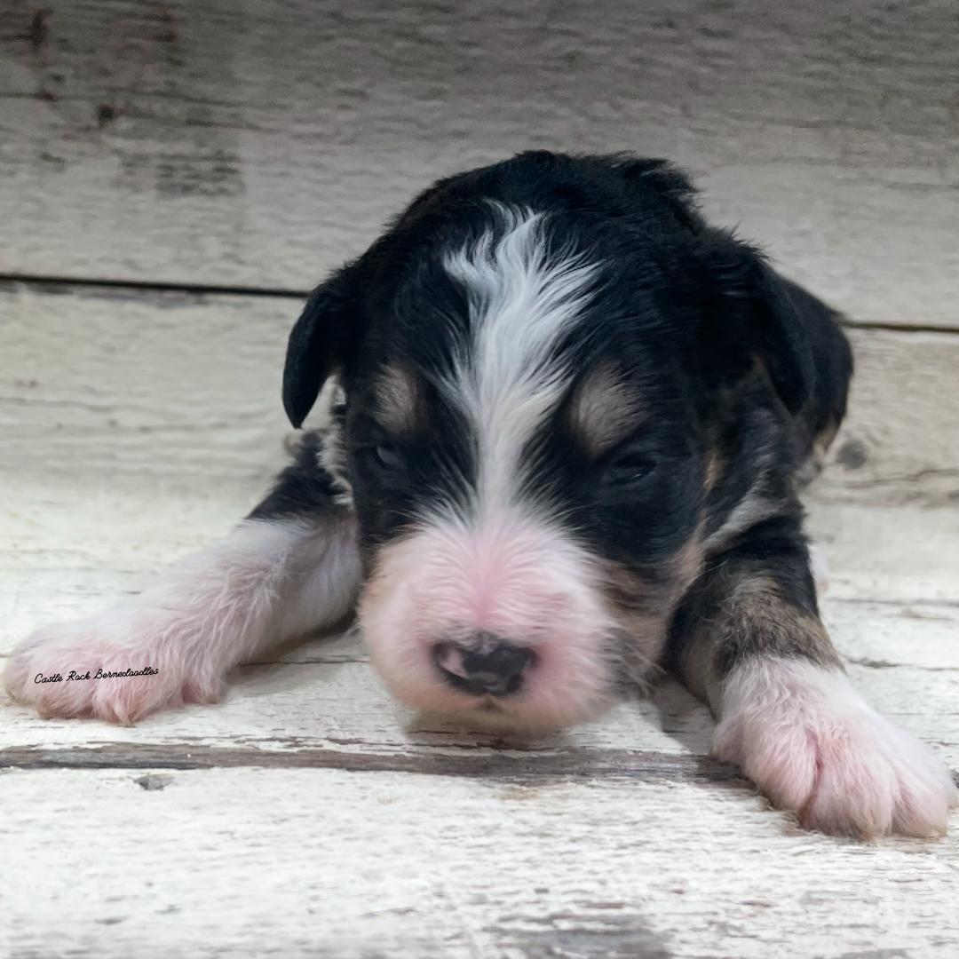 Jess (Female, F1 Mini Bernedoodle)