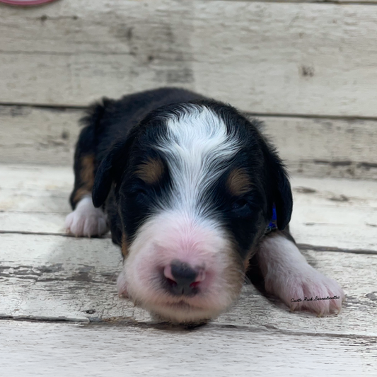 Jude (Female, F1 Mini Bernedoodle)