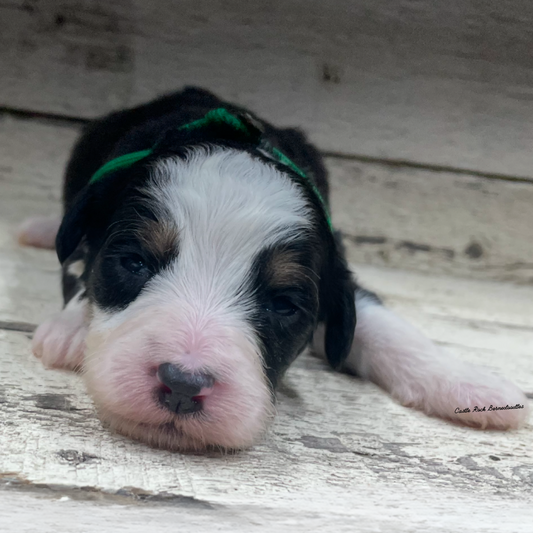 Julia (Female, F1 Mini Bernedoodle)