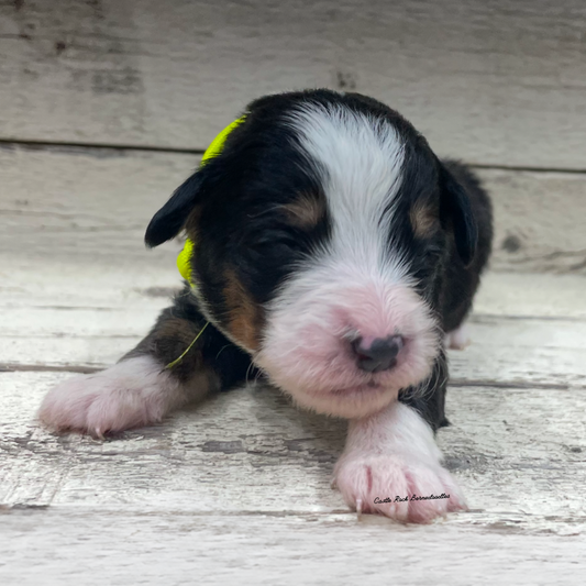 June (Female, F1 Mini Bernedoodle)