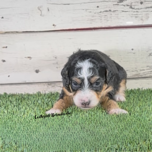 June (Female, F1b Micro Bernedoodle) - RESERVED