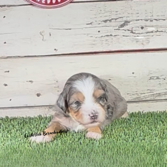 Juniper (Female, F1b Micro Blue Merle) - RESERVED