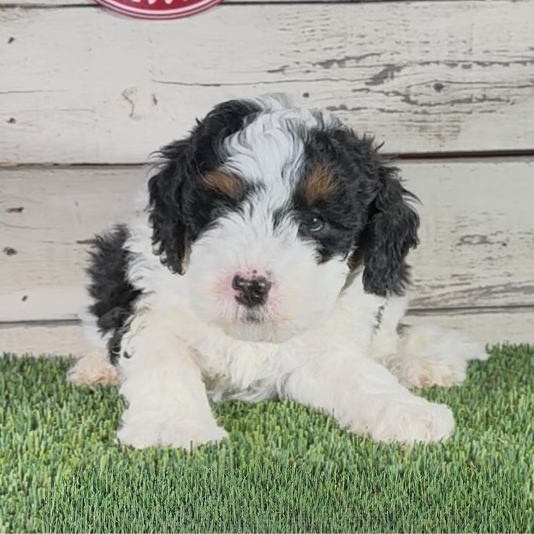Kaiden (Male, F1b Maxi Bernedoodle) $3,000