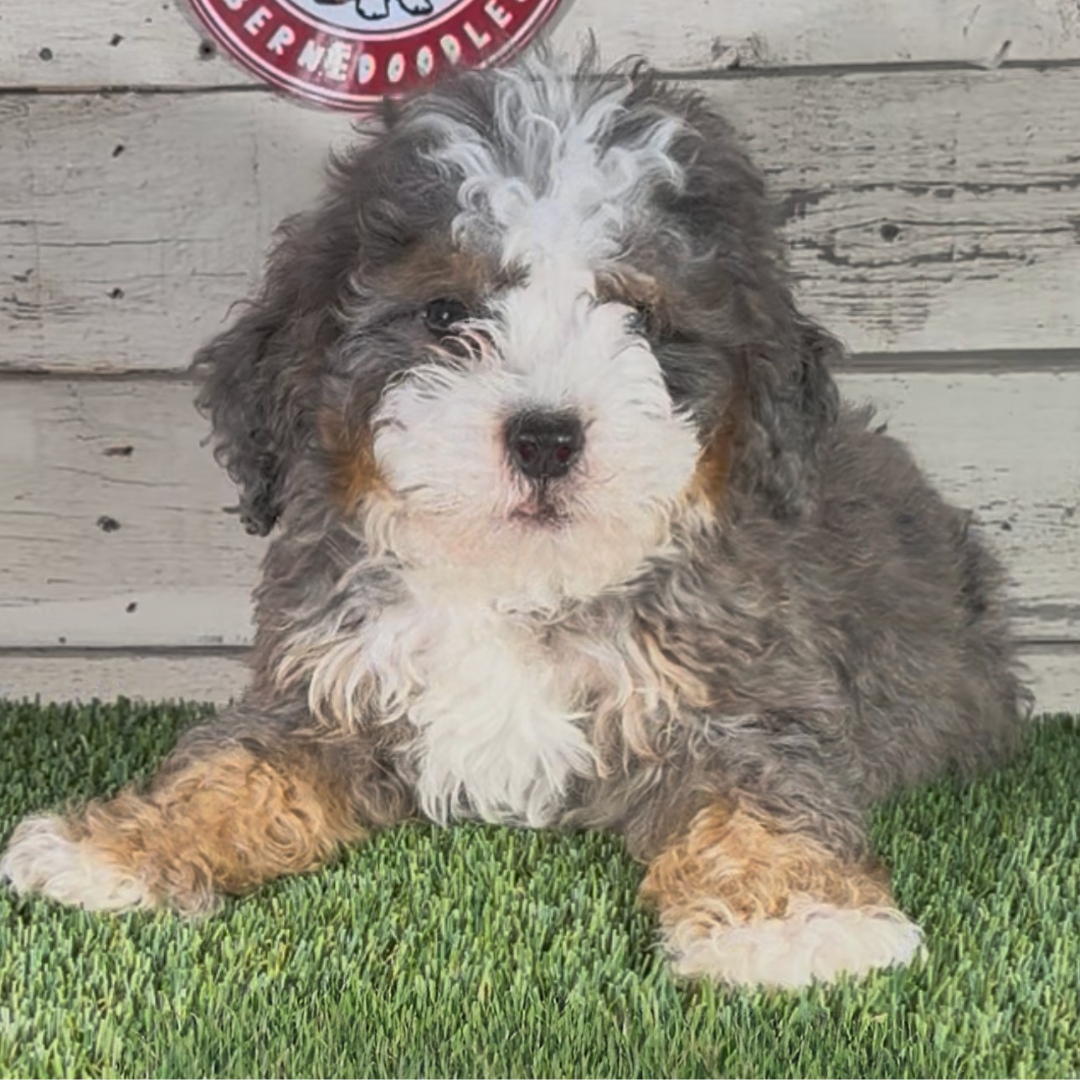 Kent (Male, F1 Mini Blue Merle)