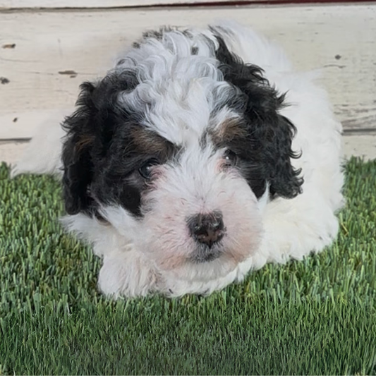 Layla (Female, F1b Micro Bernedoodle) $3,000