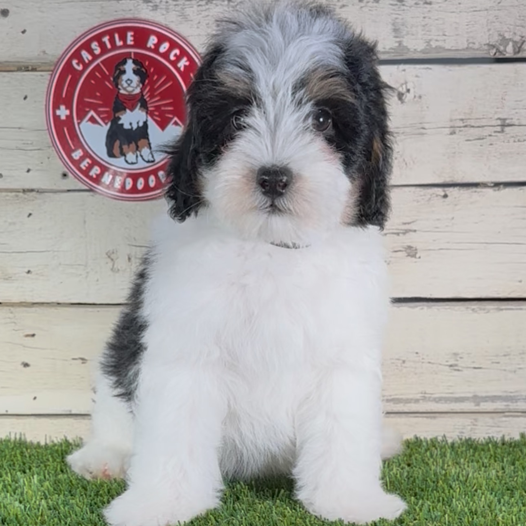 Leo (Male, F1b Micro Bernedoodle) - Found a new home