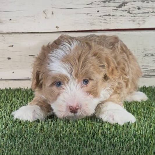 Lucy (Female, F1b Micro Bernedoodle) $3,000