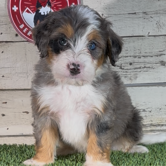 Mateo (Male, F1 Mini Blue Merle)