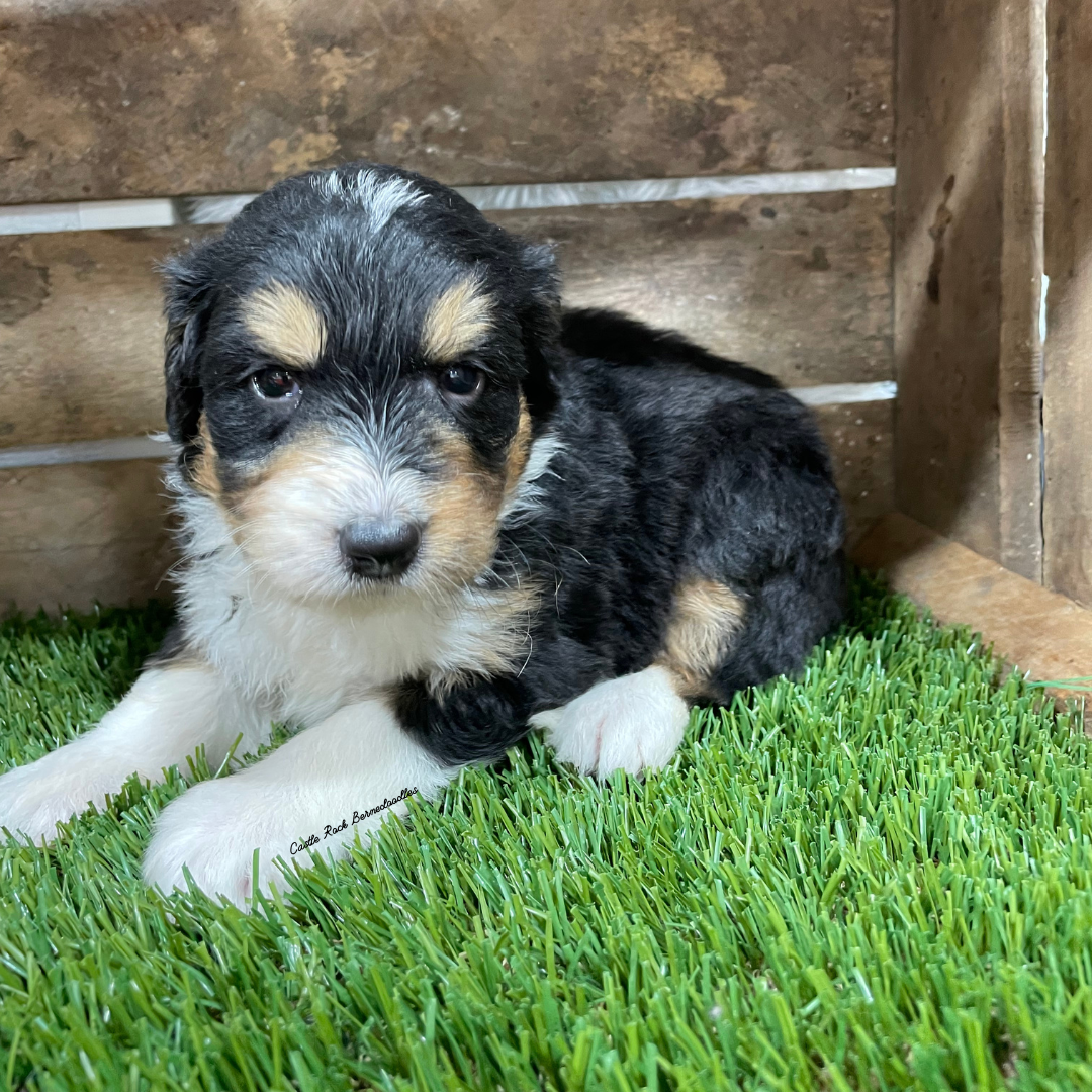 Ursula (Female, F1 Mini Bernedoodle)