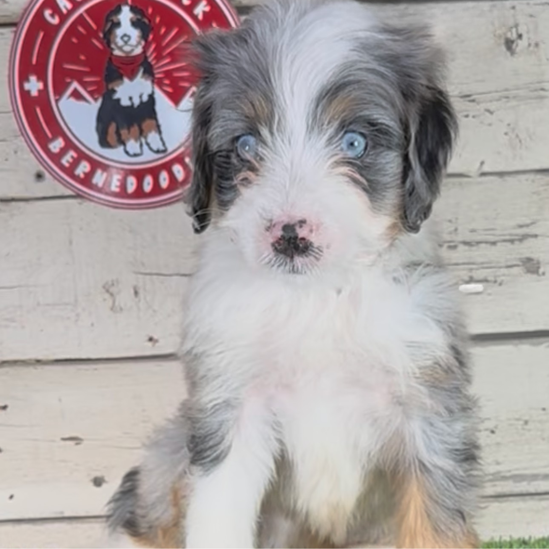 Nash (Male, F1 Mini Blue Merle) $4,000