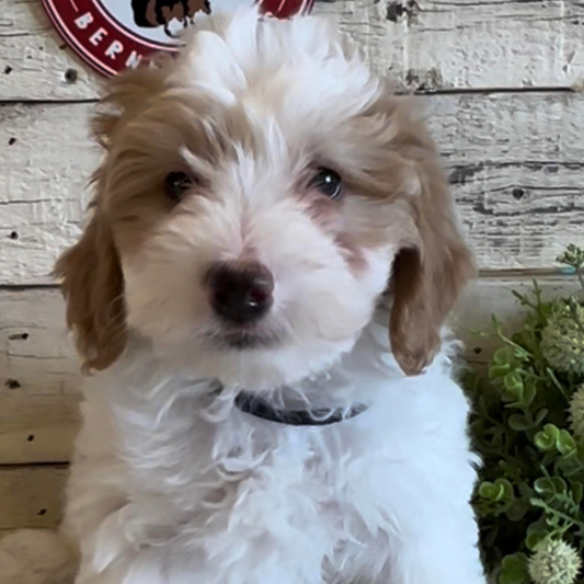 Nash (Male, F1b Micro Bernedoodle)