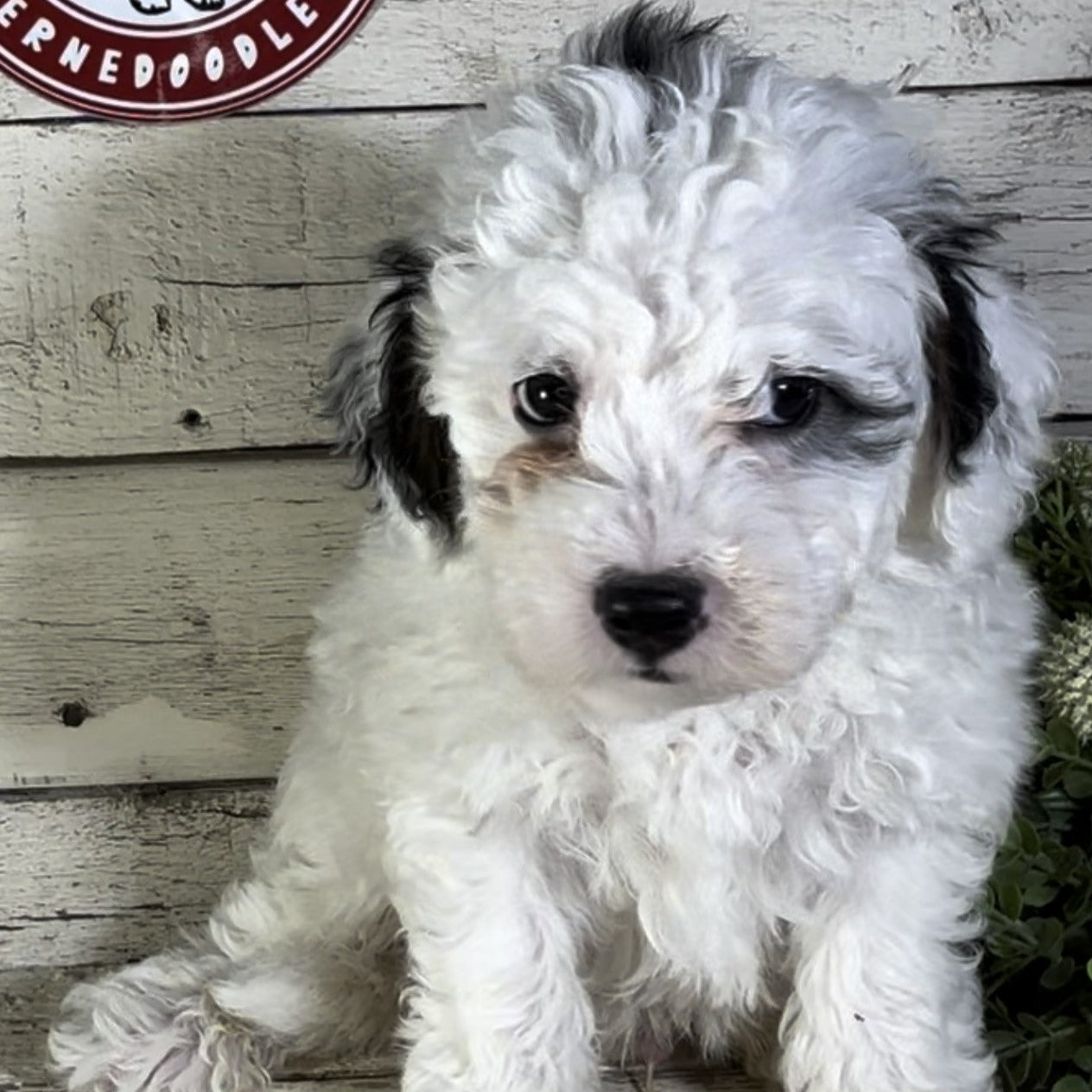 Nova (Male, F1b Micro Bernedoodle)