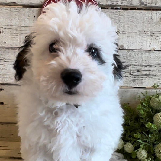 Nova (Male, F1b Micro Bernedoodle)