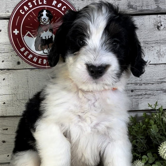 Olivia (Female, F1 Mini Bernedoodle) | 9 week "Turn Key” puppy -- fully potty trained, kennel trained + knows basic commands!