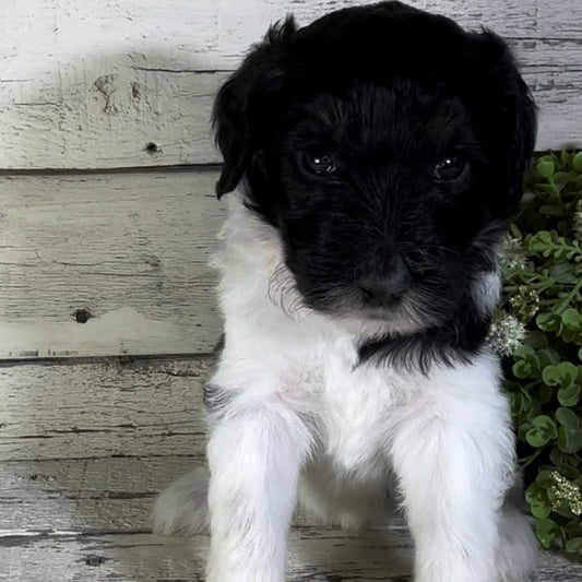 Paisley (Female, F1b Major Bernedoodle)