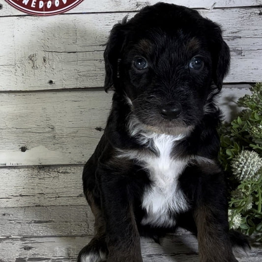 Paxton (Male, F1b Major Bernedoodle)