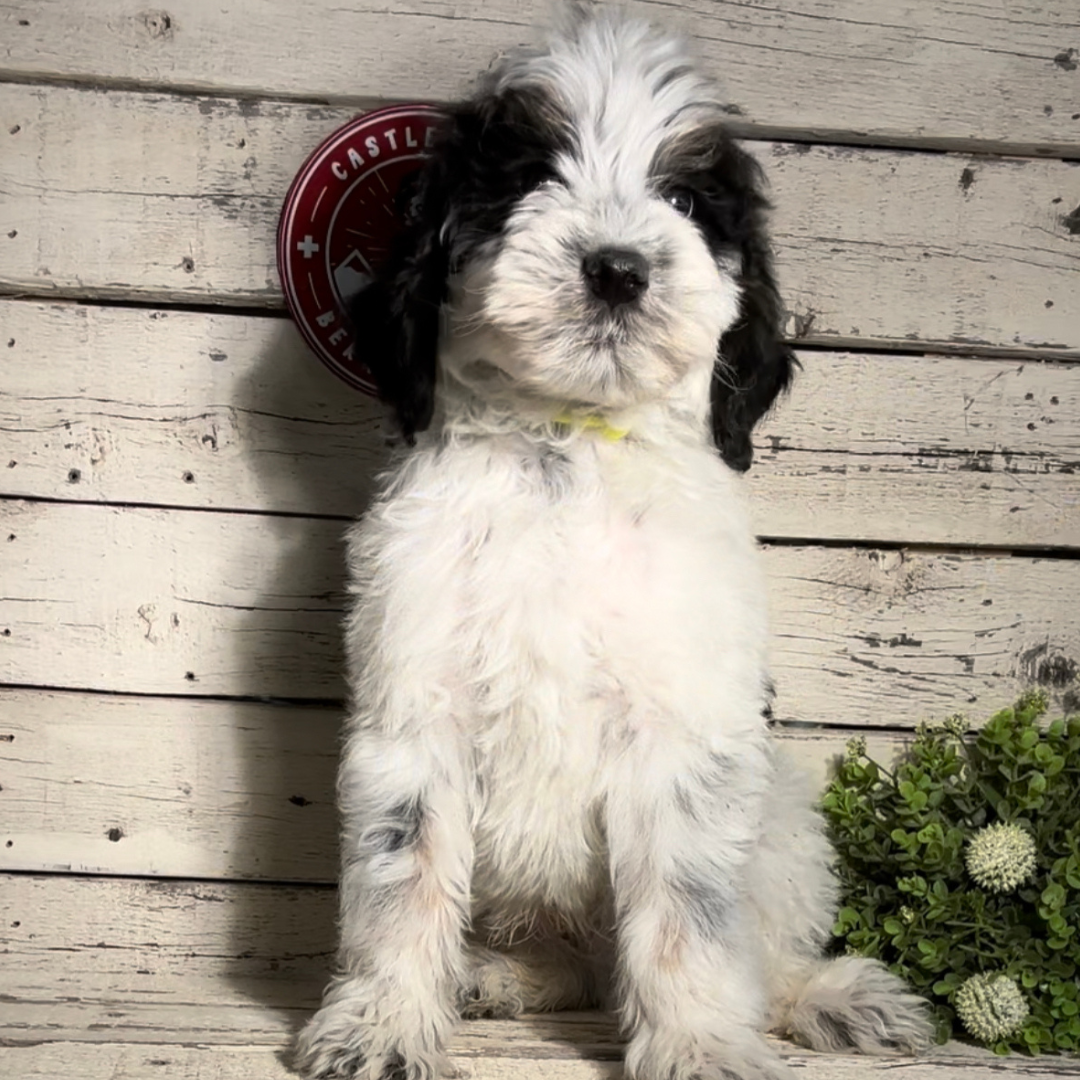 Percy (Male, F1b Major Bernedoodle)