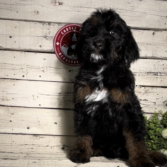 Phoebe (Female, F1b Major Bernedoodle)